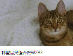 哪些品類適合做W2A?